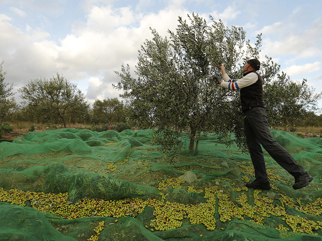 Фермер бере маслини в Южна Франция. Поради прохладните летни температури, многото дъждове и разпространението на маслинената муха и молец в южната част на Франция, се очакват загуби между 40-60 процента от добива на културата спрямо миналата година