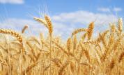  Русия стопира износа на пшеница и зърно 