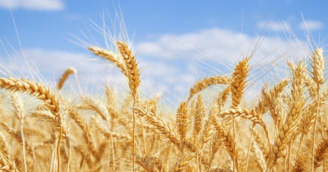 Свят Русия спира износа на пшеница и зърно Русия е