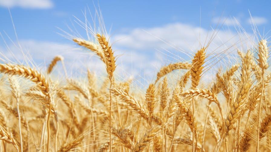  Русия стопира износа на пшеница и зърно 
