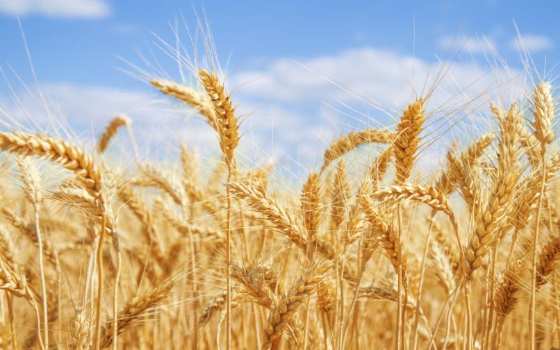 пшеница