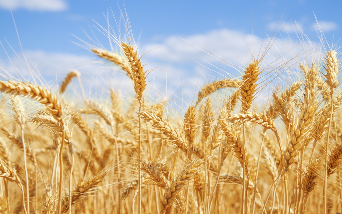 <p><strong>Пшеница</strong></p>

<p>Хидролизатът на пшеничен протеин, получен от пшеница и богат на аминокиселини и пептиди, се смята, че понижава концентрацията на кръвната захар чрез увеличаване на освобождаването на GLP-1.</p>