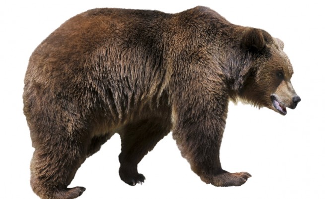 Кафява мечка е забелязана край Чернобил за първи път от 100 години
