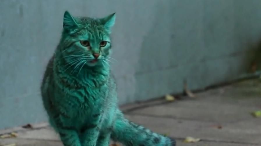 Мистериозната смарагдово зелена котка от Варна