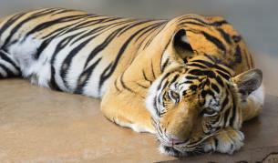 Майка с деца прекарала 15 минути в компанията на тигъра