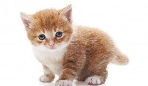 Малки сладури и техните родители (видео)