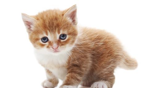  Първи китайски град забрани яденето на кучета и котки 