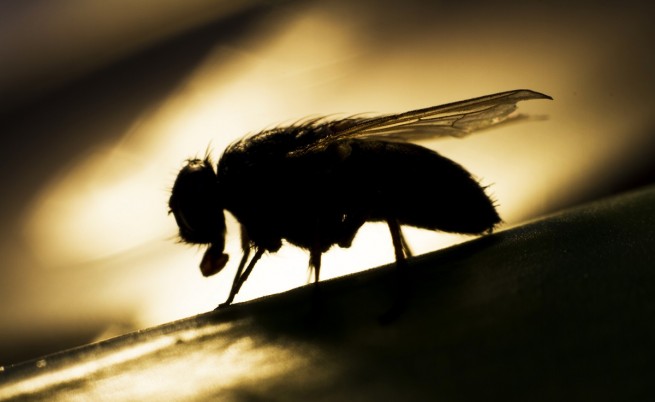 Смъртта на мухите: Как мъртвите влияят на живите