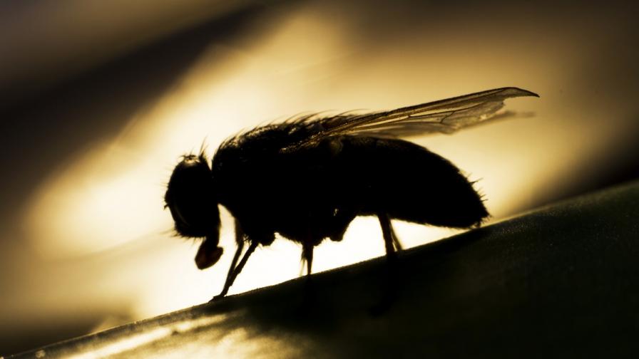 Учени изпитаха "еликсир на младостта" върху мухи
