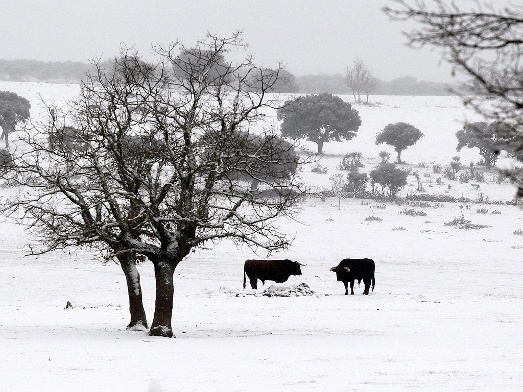 Два бика на покрито със сняг поле в Саламанка, Испания