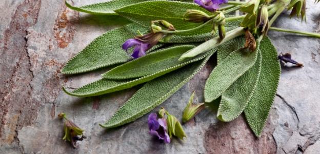 <p><strong>Салвия или градински чай (Salvia officinalis)</strong></p>

<p>Наименованието произхожда от salveo &ndash; спасявам.&nbsp;<strong>Салвията има антисептични и антиоксидантни свойства, и се счита, че помага в борбата срещу преждевременното стареене.&nbsp;</strong>Също се използва като естествено средство за лечение на тревожност и умора, и за усилване на паметта.</p>

<p><strong>Отглеждане:&nbsp;За по-добър цъфтеж, тя се нуждае от много слънчева светлина, богата почва&nbsp;и по-често поливане.&nbsp;</strong>Изключително богато на видове семейство. В цветарството успешно се отглежда Salvia splendens, познато като &bdquo;пламъче&ldquo;. В озеленяването се използват S. superba, S. grandiflora, S. viridis, S. farinacea и много други.</p>