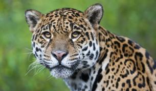 Нямало виновен за смъртта на ягуара от Ловеч