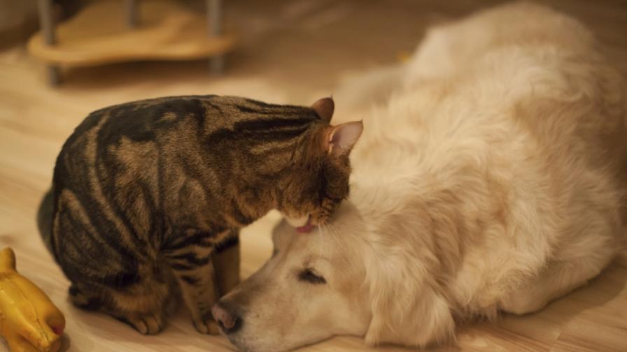 Най-добри приятели като куче и котка