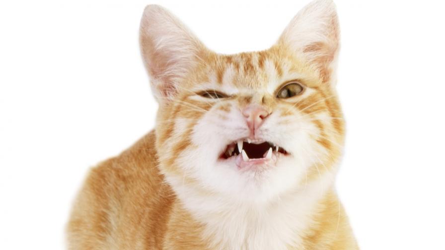 Бриджит Бардо се обяви срещу избиването на 2 млн. диви котки в Австралия