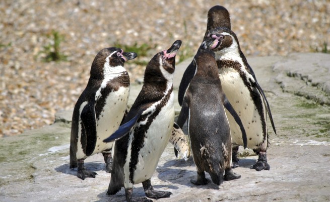  Защо пингвините се поклащат, когато вървят? 