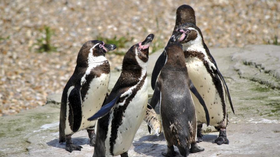 Хумболтови пингвини