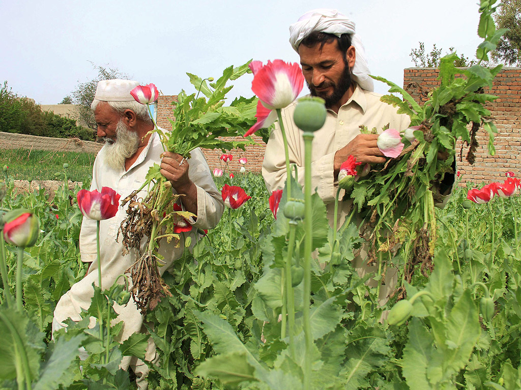 Афганистански земеделски производители събират реколта на опиумен мак в Джалалабад, Афганистан. в Афганистан продължава да бъде сред първите в света производител на опиум. Службата на ООН по наркотиците и престъпността (UNODC) в доклад от Декември 2014, заяви, че отглеждането на опиумен мак в Мианмар и Лаос се е увеличил за осма поредна година
