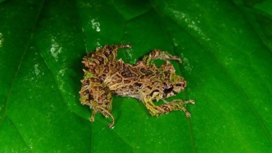 Откриха жаба, която променя кожата си