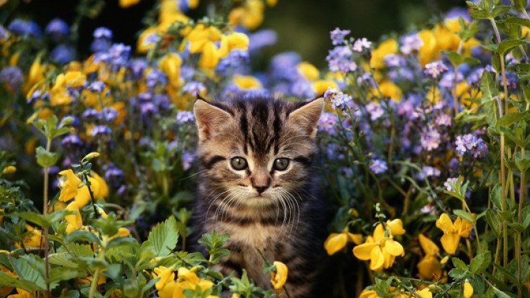 котенце цветя котка