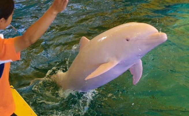 Делфин става розов, когато се ядоса (видео)