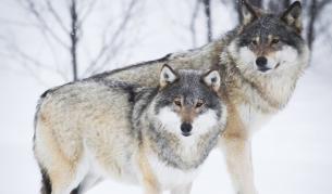 11 години затвор грози норвежки ловци на вълци