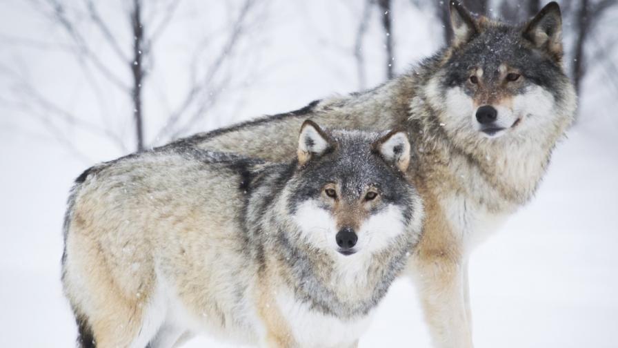 11 години затвор грози норвежки ловци на вълци