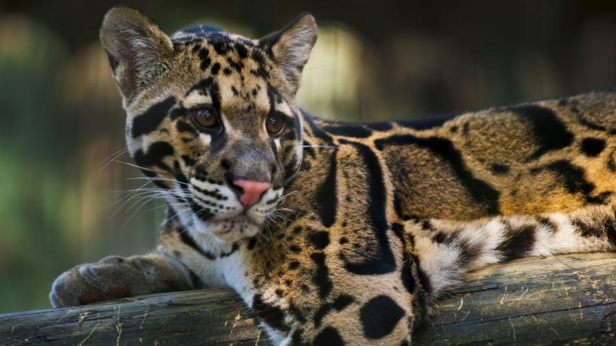 Показаха леопардче от застрашен вид във Флорида (видео)