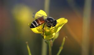 Учени: Пестицидите опасно привличат пчелите