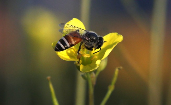Учени: Пестицидите опасно привличат пчелите