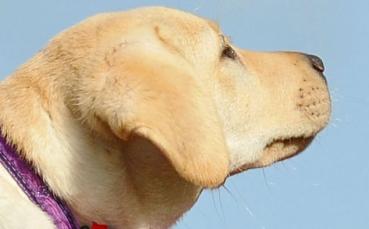 В Швейцария забраниха снимките със санбернари