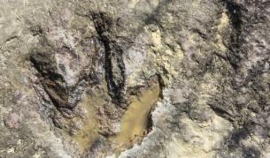 Откриха пътека на динозаври на 100 млн. години