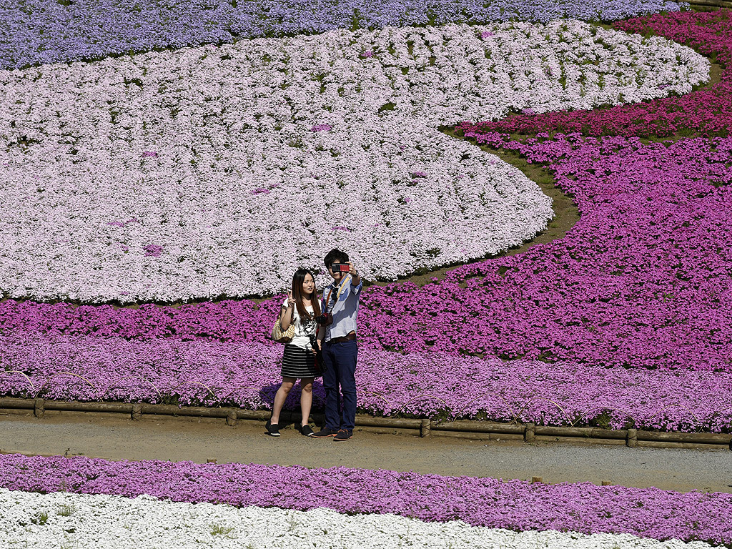 Килим от червени, розови и лилави цветя покриват 17 600 кв. м. земя в Япония през пролетта. Цветята се наричат Moss phlox. Хълмът Shibasakura се намира в парка Хицужиама. По време на цъфтежа, от март до май, тази земна площ се отрупва с около 400 000 цъфнали стръка.
