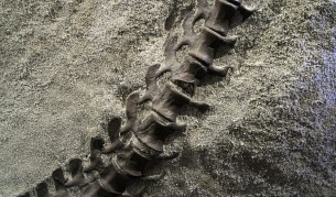 Откриха фосили от странен динозавър