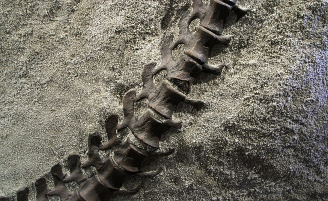 Откриха фосили от странен динозавър