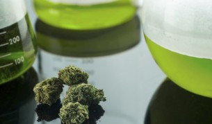 Канабисът улеснява създаване на фалшиви спомени