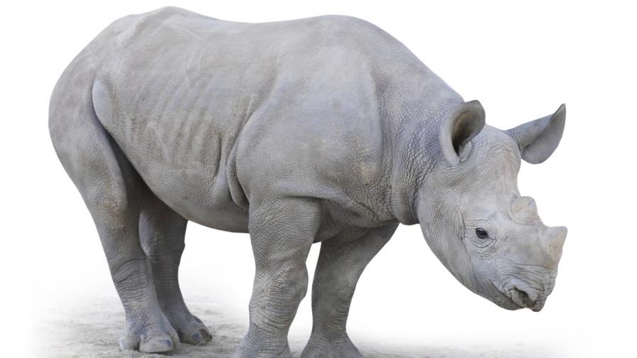 Северен бял носорог