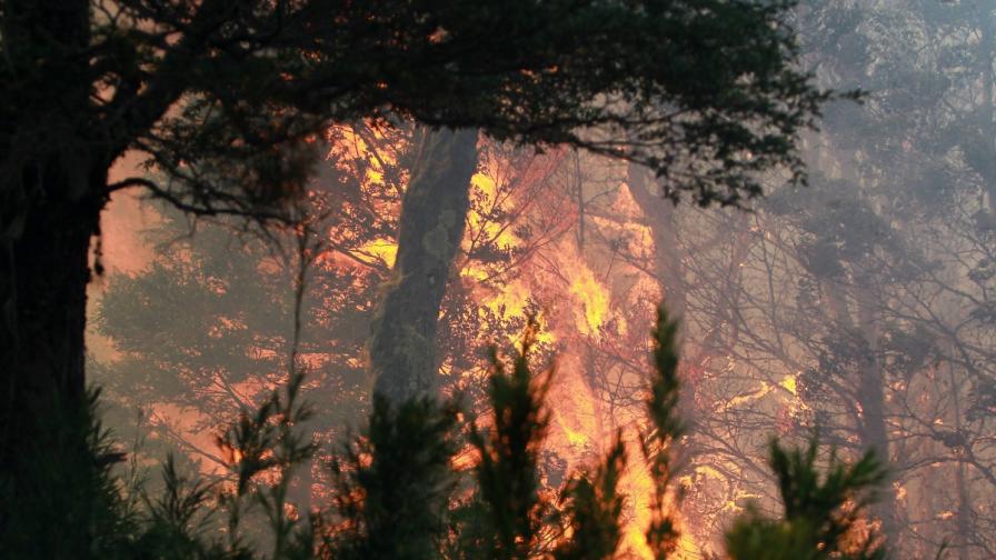 Огромен горски пожар вече седмица бушува в Канада