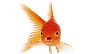 Хората внимават по-малко от златните рибки