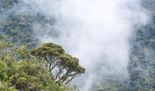 Еквадорска гора