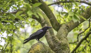 Гаргите си имат "кутии" за инструменти