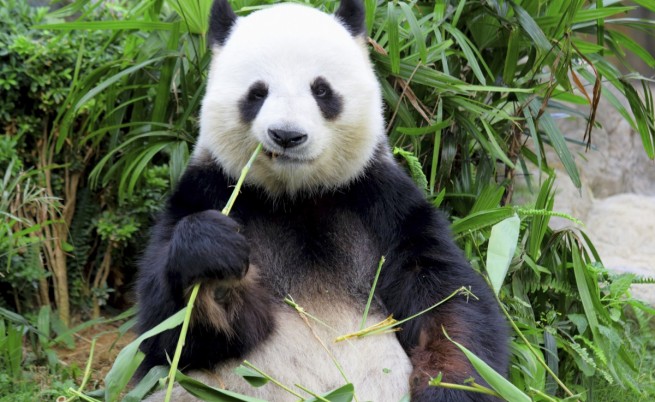 Пандите не могат да смелят бамбука, който ядат
