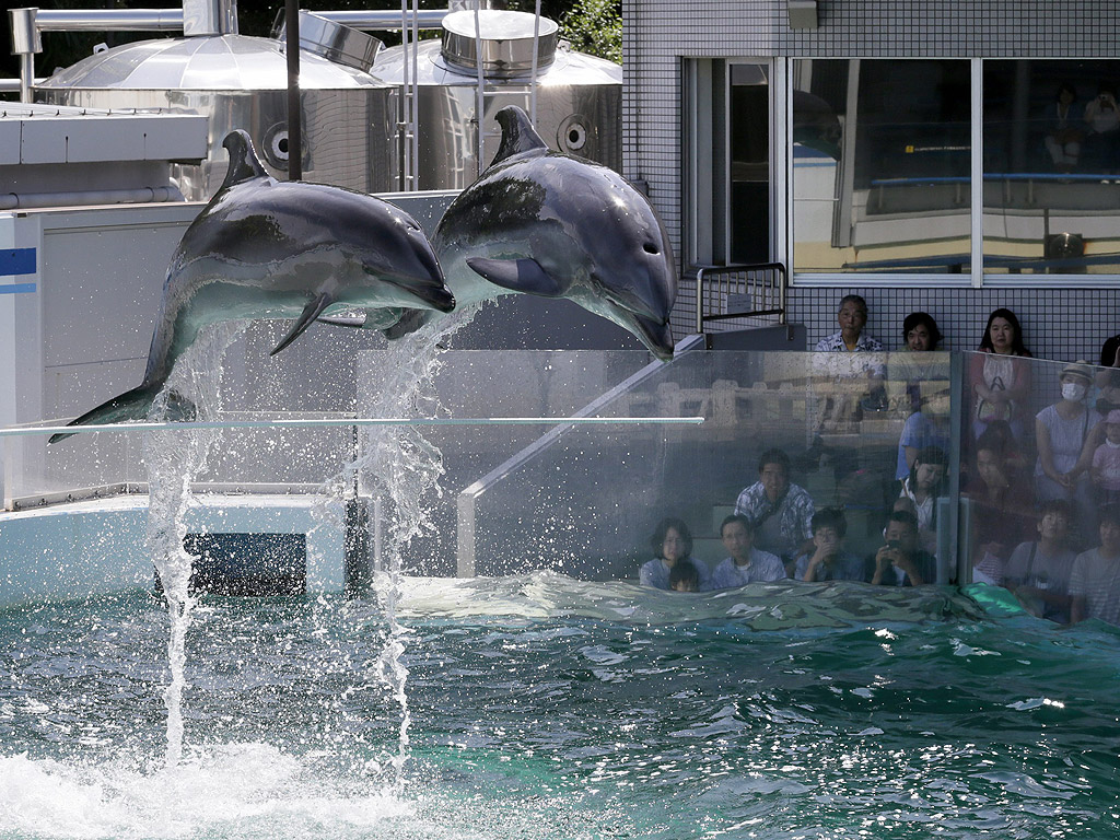 Делфини по време на шоу в Shinagawa Aquarium в Токио Япония.
