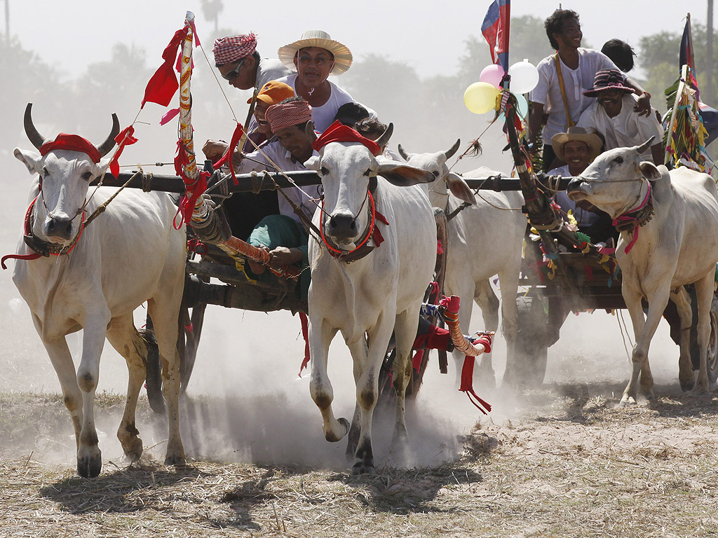 Волски каруци в състезание в село Принг Ka-Eк в покрайнините на Пном Пен, Камбоджа. Селяните организират състезания с волски каруци и коне за да продължат своите местни традиции за да им помогнат срещу болести и за изобилие оризови реколти и други селскостопански добиви.
