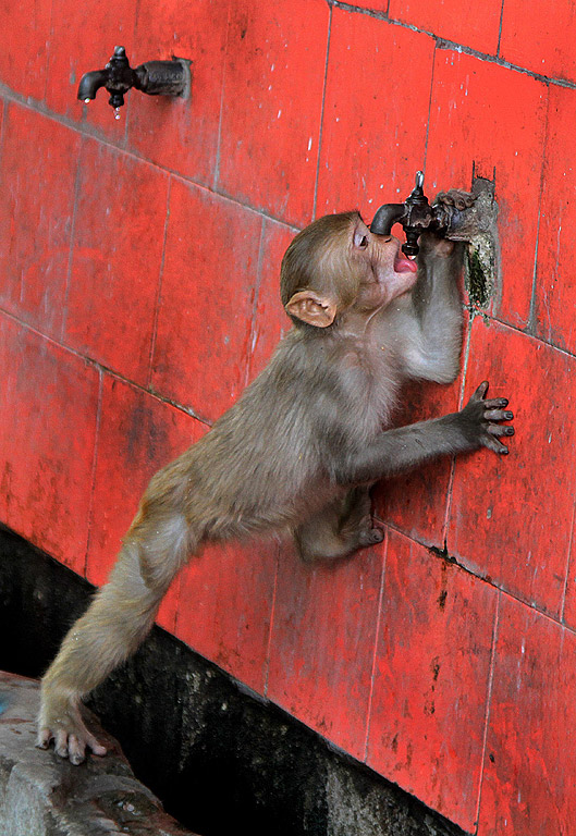 Маймуна пие вода от чешмата в горещ следобед в Джаму, зимната столица на Кашмир, Индия. Повече от 1150 души са загинали от горещата вълна в цяла Южна Индия