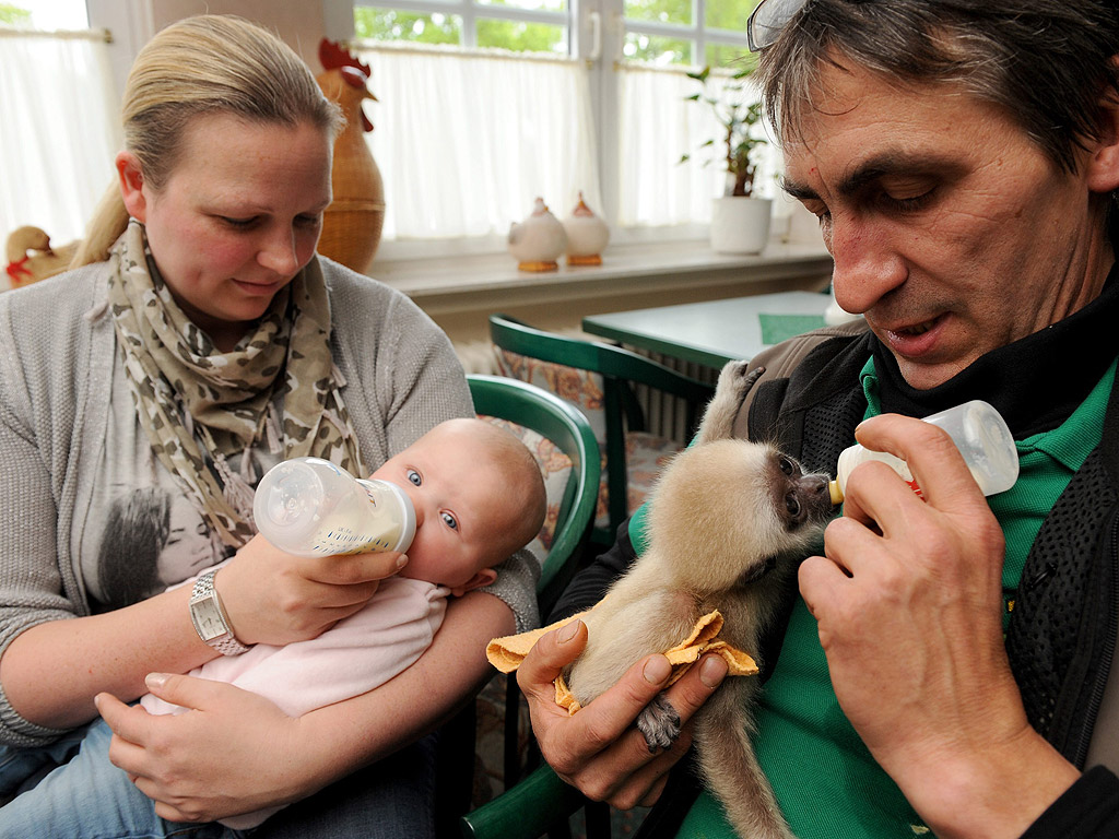 Управляващия директор на парка за животни Thuele, Александра Гротхофф храни с бутилка мляко шест месечната си дъщеря Виктория в Friesoythe, Германия, мъжът до нея храни три месечното бебе гибон Луис. И двете бебета получават едно и също мляко.