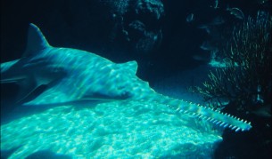 Документираха непорочно раждане при риба-трион