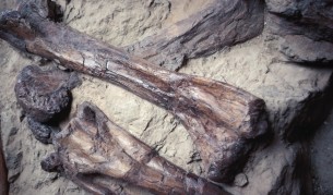 Учени кръстиха екзотичен динозавър Хелбой (видео)