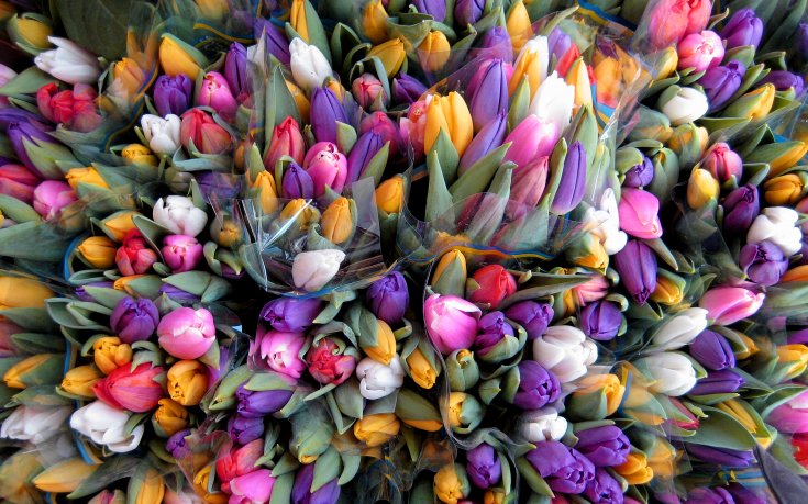 Феновете засипват госпожа Адвокаат с цветя, за благодарност