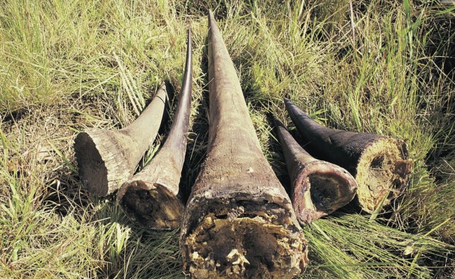 Рога от носорози, отсечени от бракониери