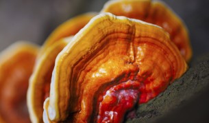 Дървесна гъба спасява от затлъстяване